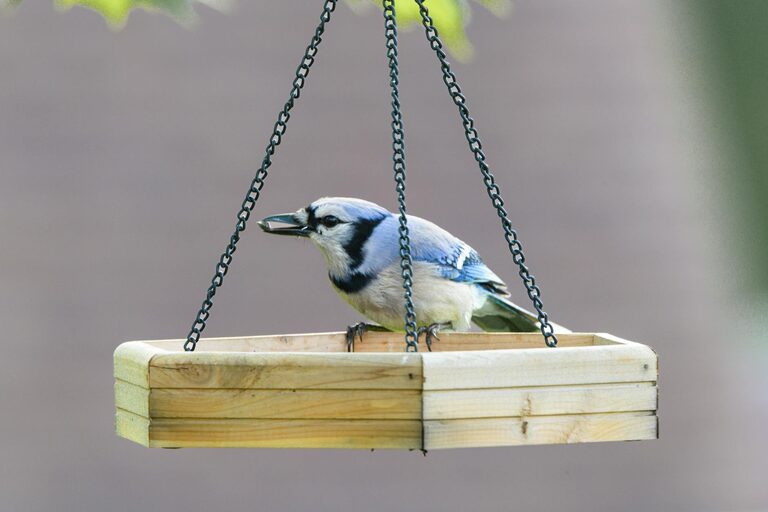 Beginner Tips for Backyard Birdwatching: Enjoy Nature at Home